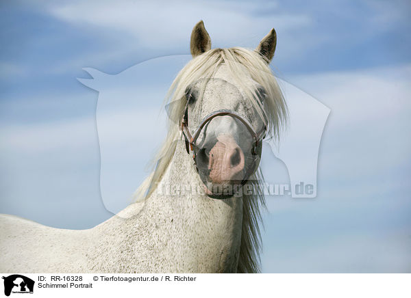 Schimmel Portrait / white Horse Portrait / RR-16328