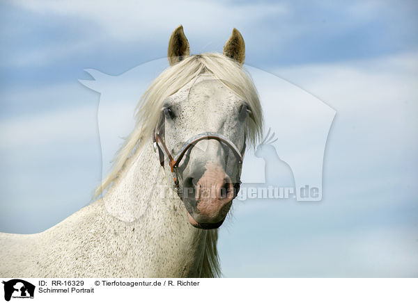 Schimmel Portrait / white Horse Portrait / RR-16329