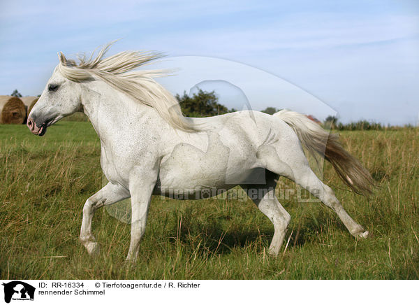 rennender Schimmel / running white horse / RR-16334