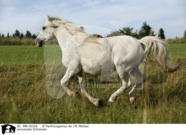 rennender Schimmel / running white horse / RR-16336