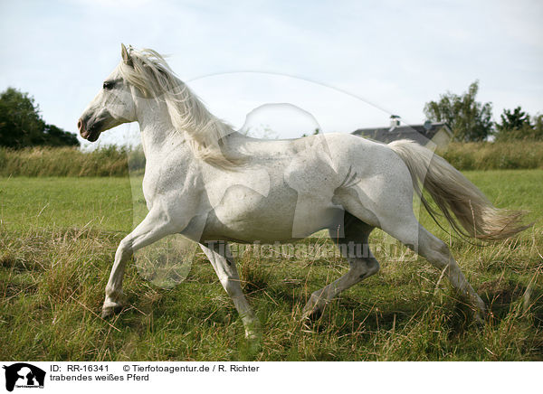 trabendes weies Pferd / trotting white horse / RR-16341