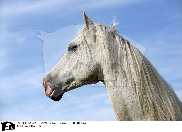 Schimmel Portrait / white horse / RR-16349