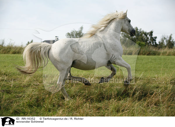 rennender Schimmel / running white horse / RR-16352