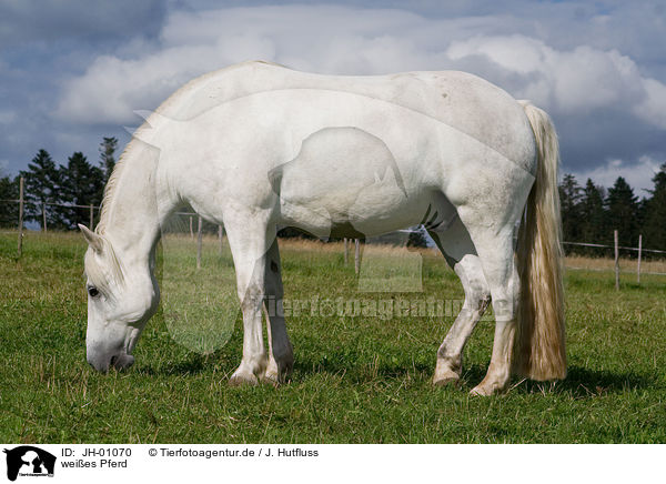 weies Pferd / white horse / JH-01070