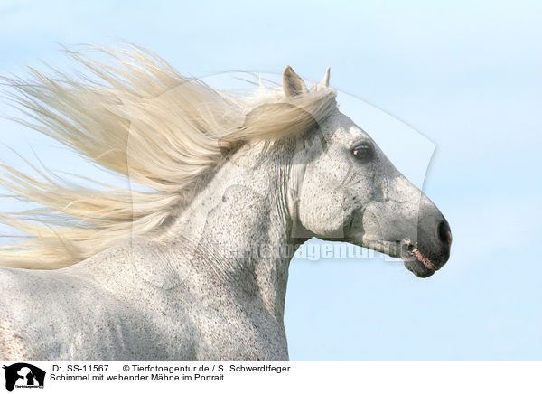 Schimmel mit wehender Mhne im Portrait / white horse with flying mane in portrait / SS-11567