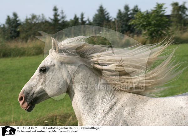 Schimmel mit wehender Mhne im Portrait / white horse with flying mane in portrait / SS-11571