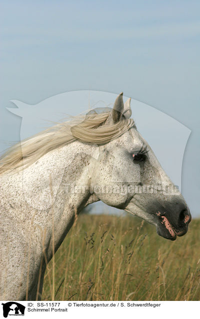 Schimmel Portrait / white horse portrait / SS-11577