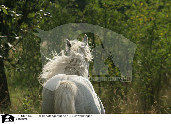Schimmel / white horse / SS-11579