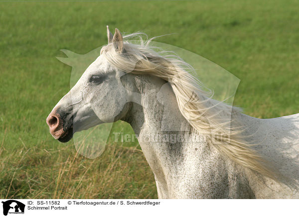 Schimmel Portrait / white horse portrait / SS-11582