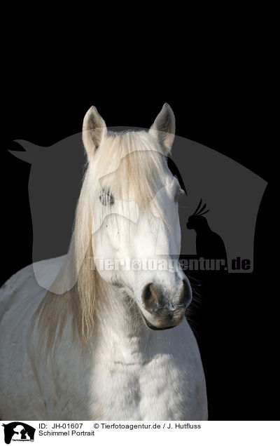 Schimmel Portrait / horse head / JH-01607