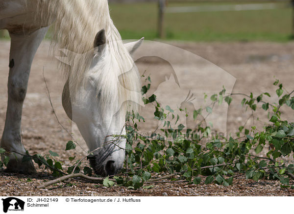 Schimmel / white horse / JH-02149