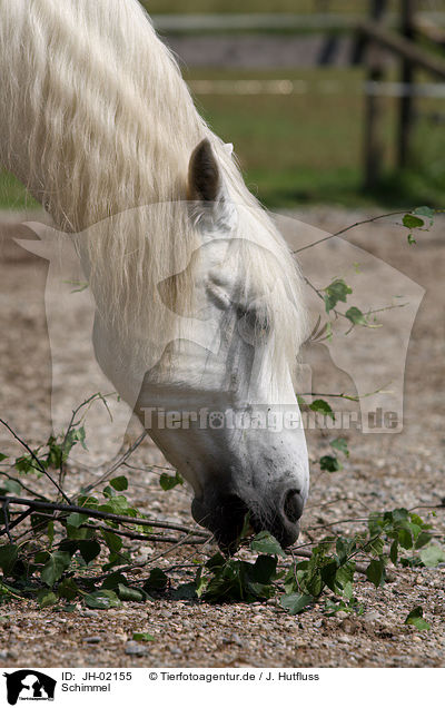 Schimmel / white horse / JH-02155