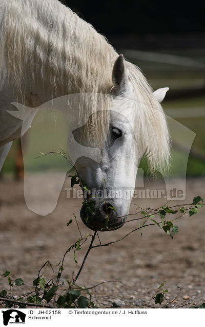Schimmel / white horse / JH-02158