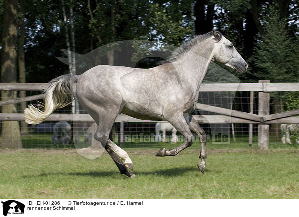 rennender Schimmel / grey horse / EH-01286