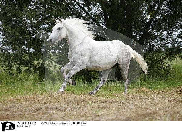 Schimmel / grey horse / RR-38810