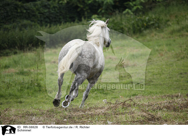 Schimmel / grey horse / RR-38828