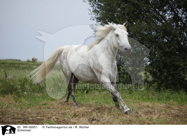 Schimmel / grey horse / RR-38851