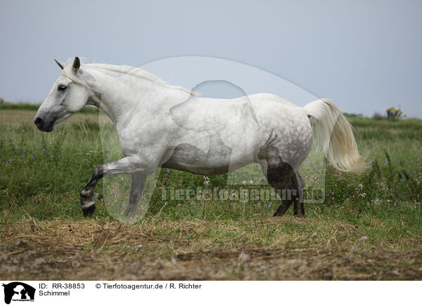 Schimmel / grey horse / RR-38853
