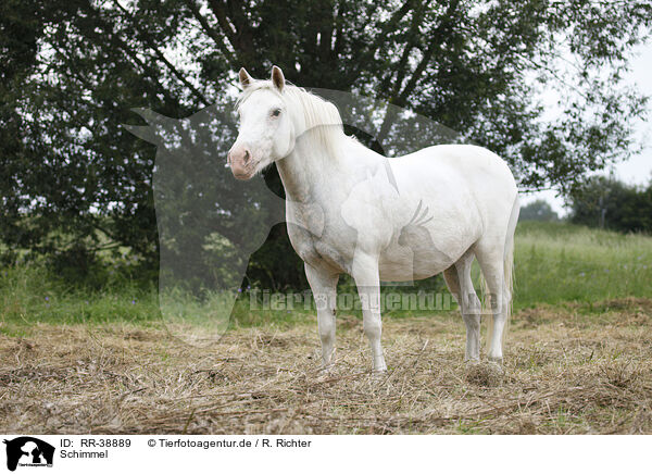 Schimmel / grey horse / RR-38889