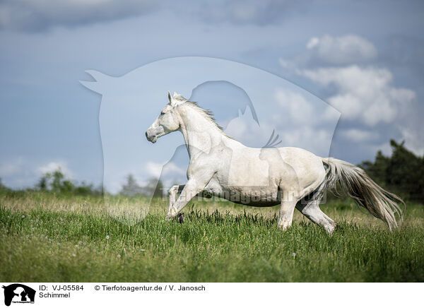 Schimmel / white horse / VJ-05584