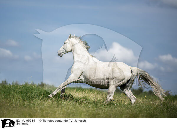 Schimmel / white horse / VJ-05585