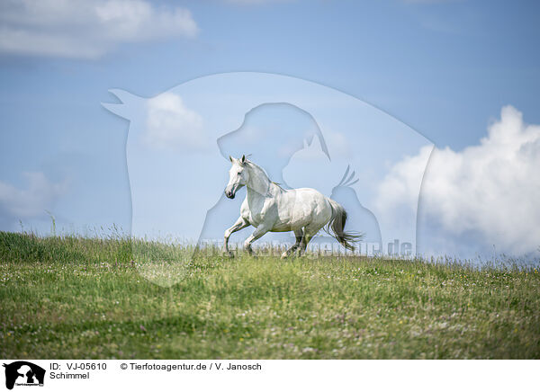 Schimmel / white horse / VJ-05610