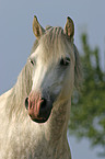 weies Pferd im portrait