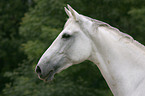 Pferd im Portrait