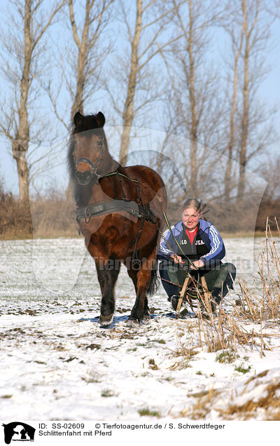 Schlittenfahrt mit Pferd / sledging with horse / SS-02609