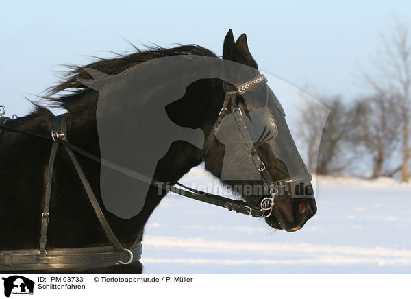 Schlittenfahren / PM-03733