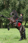 Frau mit Friese beim Showreiten