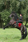 Frau mit Friese beim Showreiten