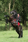 Frau mit Friese beim Showreiten