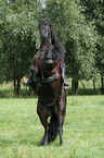 Frau mit Friese beim Showreiten