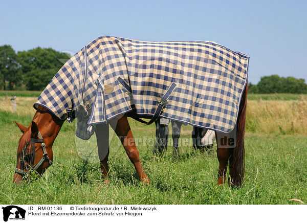 Pferd mit Ekzemerdecke zum Schutz vor Fliegen / BM-01136