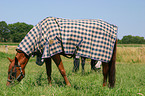 Pferd mit Ekzemerdecke zum Schutz vor Fliegen