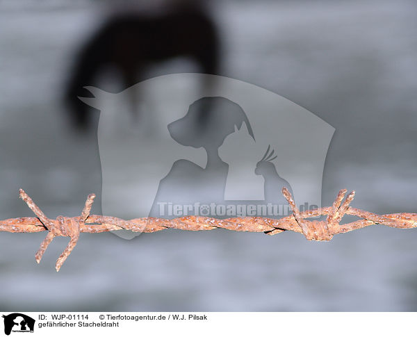 gefhrlicher Stacheldraht / barbwire / WJP-01114