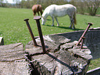 gefhrliche Ngel im Zaun