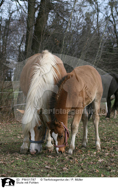 Stute mit Fohlen / mare with foal / PM-01787