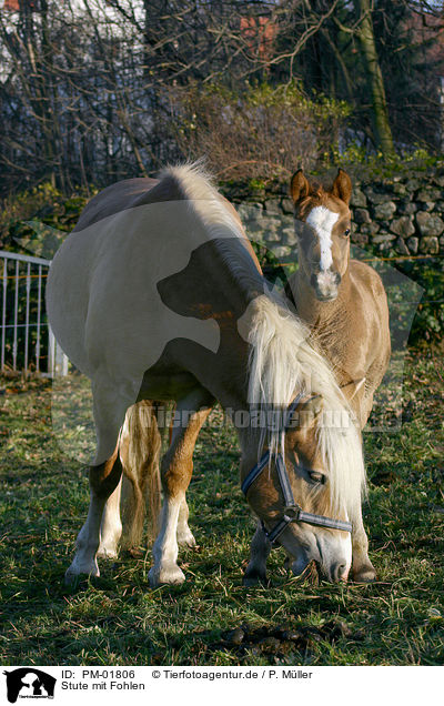Stute mit Fohlen / mare with foal / PM-01806