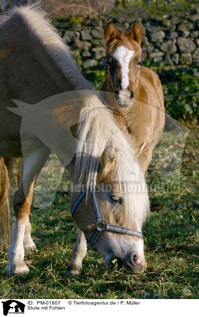 Stute mit Fohlen / mare with foal / PM-01807
