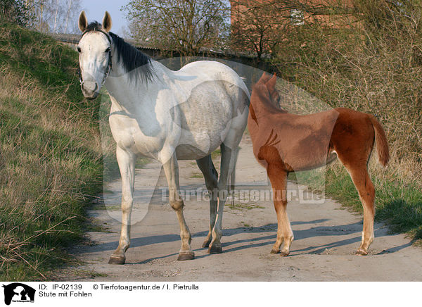 Stute mit Fohlen / mare with foal / IP-02139