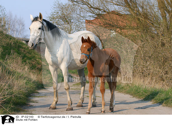 Stute mit Fohlen / mare with foal / IP-02140