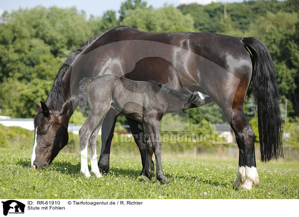 Stute mit Fohlen / mare with foal / RR-61910
