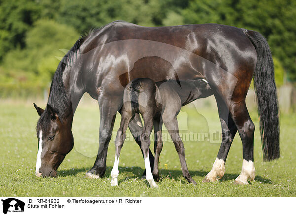 Stute mit Fohlen / mare with foal / RR-61932