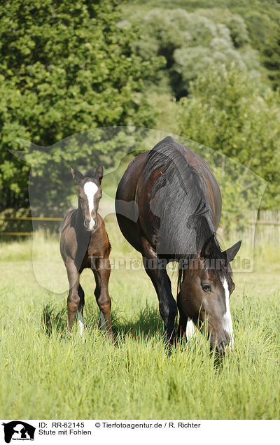 Stute mit Fohlen / mare with foal / RR-62145