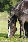 Stute mit Fohlen