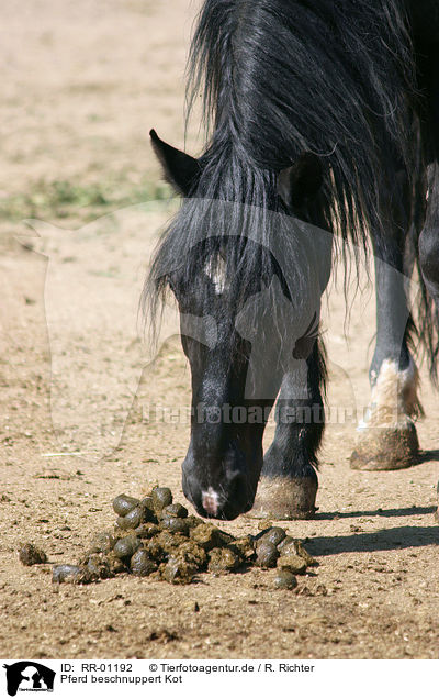 Pferd beschnuppert Kot / snuffling horse / RR-01192