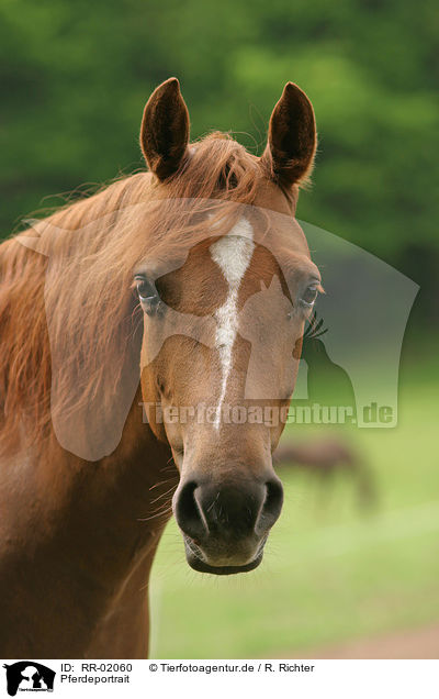 Pferdeportrait / horse head / RR-02060