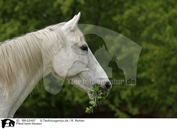 Pferd beim fressen / RR-02487